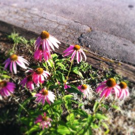 Purple Coneflowers often bring about an impulse, a deep longing within me... What awakens the impulse in you?